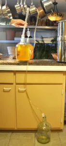 Cider siphoning from a jug on the counter down into a jug on the floor