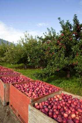 fresh ripe apple harvest crop Okanagan valley British Columbia agriculture